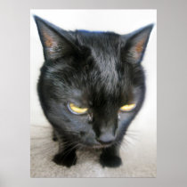 Cranky Kitty