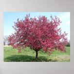 Crape Myrtle Posters
