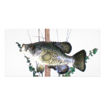 Crappie Mount photo cards