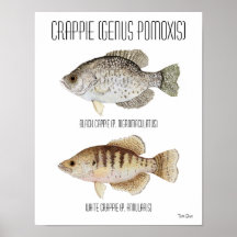 Crappie Poster