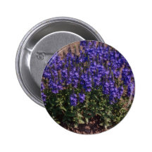 Crater Lake Blue, (Veronica) flowers Pinback Button