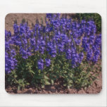 Crater Lake Blue, (Veronica) flowers mousepads