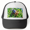 Crawfish Crawdads Crayfish hats