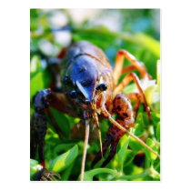 Crawfish Crawdads Crayfish postcards