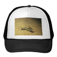 Crayfish Hats