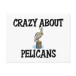 Crazy About Pelicans
