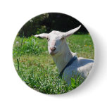 Crazy Amish Goat Button