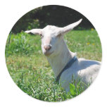 Crazy Amish Goat Sticker