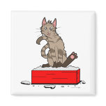 Crazy Cat Magnet