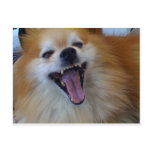 Crazy dog postcards