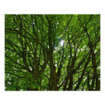 Crazy Green Tree Photo