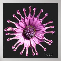 Crazy Purple Dayzy
