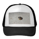Crazy Snail Hat