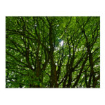 Crazy Tree Postcards