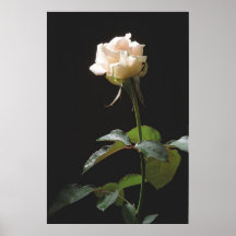 Cream-colour rose on the dark background print