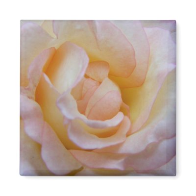 Cream n Pink Magnet by SweetRascal