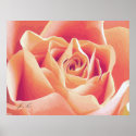 Cream Pink Rose Poster posters