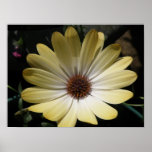 Cream Rain Daisy Print