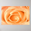 Cream Rose Macro posters