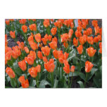 Creamsicle and Orange Tulips Greeting Cards
