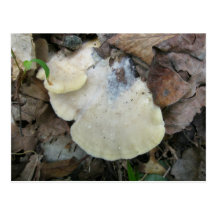 Creamy  Bracket Fungus Postcard