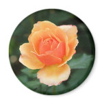 Creamy Orange Modern Rose magnets