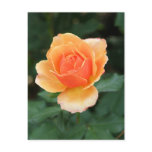 Creamy Orange Modern Rose postcards