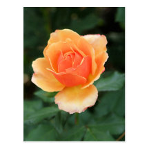 Creamy Orange Modern Rose Postcard