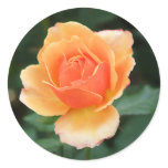 Creamy Orange Modern Rose stickers