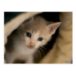 Creamy Tabby Postcard