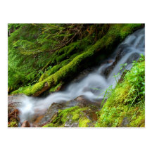 Creek in Mt. Rainier National Park Post Cards