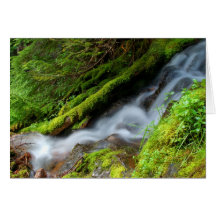 Creek in the forest greeting card