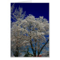 creel snow tree cards