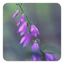 Creeping bellflower. flowers square sticker