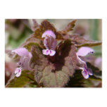 Creeping Charley flowers ~ ATC business cards