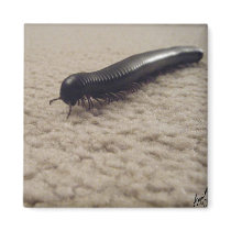 Creeping, Crawling Refrigerator Magnet