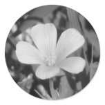 Creeping Oxalis stickers