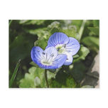 Creeping Speedwell (Veronica filiformis) Flowers postcards