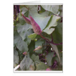 Creepy Crawlies cards