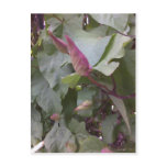 Creepy Crawlies postcards