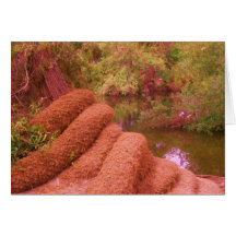 Creepy River Pinked Card