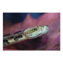 Creepy Snake Art Photo