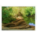Creepy Tree Trunk cards