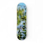Creosote Bush In The Desert skateboards