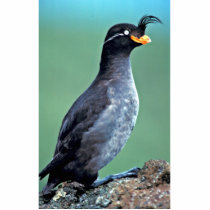 Crested Auklet, Kiska Island, Alaska Acrylic Cut Out