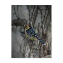 Crested Barbet bird Postcards