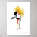 Crested Crane posters