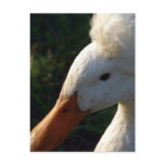 Crested Duck postcards