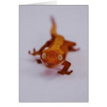 Crested Gecko Closeup Cards