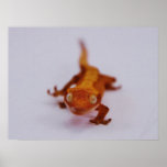 Crested Gecko Closeup Poster